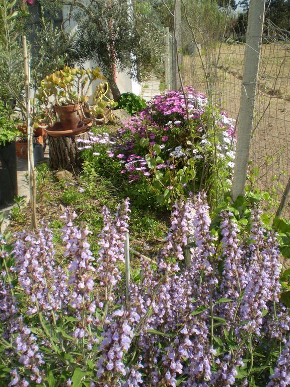 Bed and Breakfast Il Giardino Di Emilio Marrùbiu Pokoj fotografie